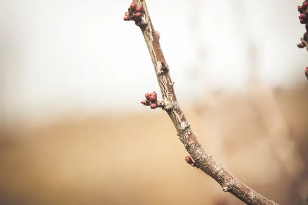 Pêssego Árvore Florescendo Primavera — Fotografia de Stock