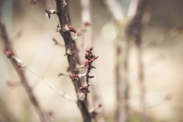Pêssego Árvore Florescendo Primavera — Fotografia de Stock