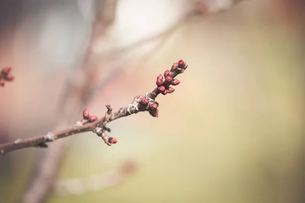 Broskvoně Kvetoucí Jaře — Stock fotografie