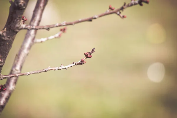 Broskvoně Kvetoucí Jaře — Stock fotografie