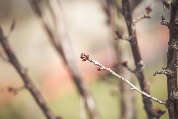 Pêssego Árvore Florescendo Primavera — Fotografia de Stock