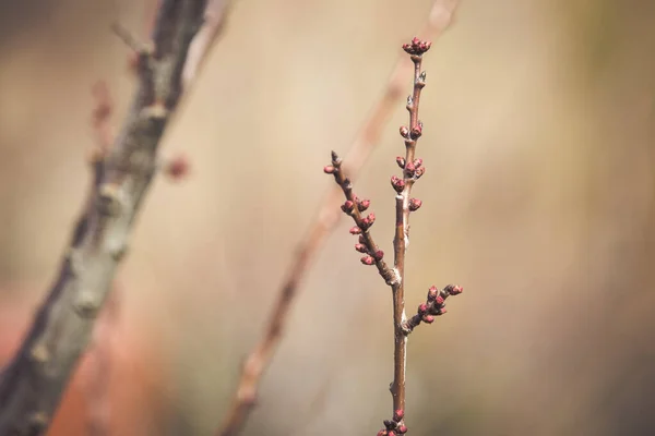 Pêssego Árvore Florescendo Primavera — Fotografia de Stock