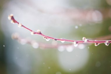 Şeftali çiçekleri bahar çiçekleri arka planı
