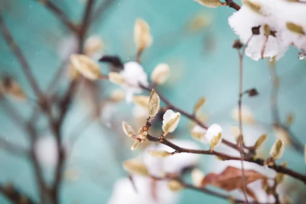 Branco Magnólia Primavera Flor Fundo — Fotografia de Stock
