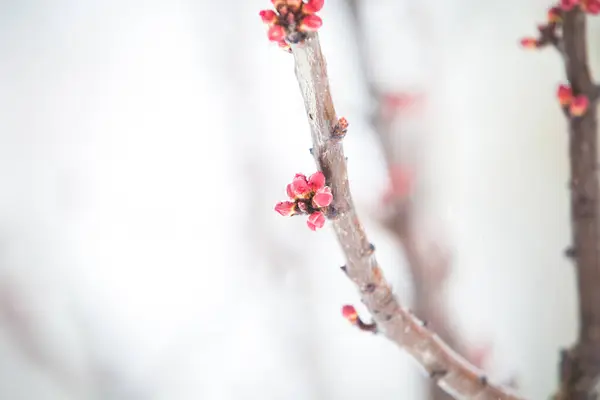 Peach Flowers Spring Blossom Background — Stock Photo, Image