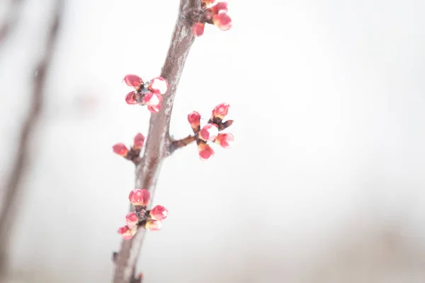 Персиковые Цветы Весенний Цветочный Фон — стоковое фото