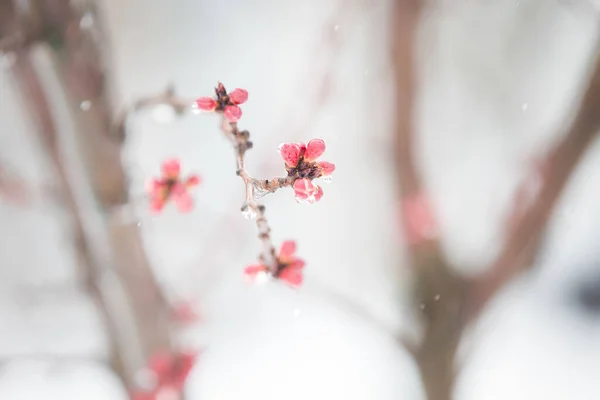 Persika Blommor Våren Blomma Bakgrund — Stockfoto