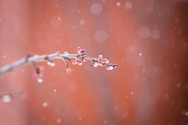 桃の花春の花の背景 — ストック写真