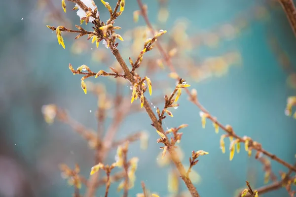 Jarní Květy Pod Loňským Zimním Sněhem — Stock fotografie