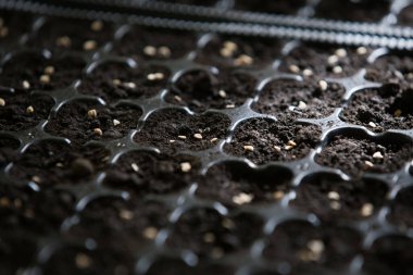 Tohumlardan domates yetiştiriyorlar.