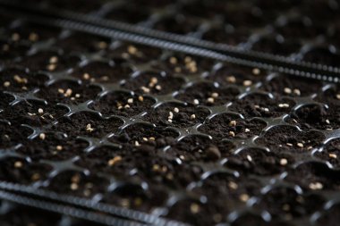 Tohumlardan domates yetiştiriyorlar.