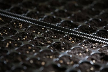 Tohumlardan domates yetiştiriyorlar.