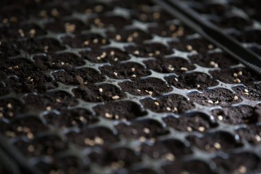 Tohumlardan domates yetiştiriyorlar.