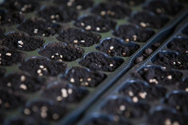 Tohumlardan domates yetiştiriyorlar.