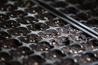 Tohumlardan domates yetiştiriyorlar.