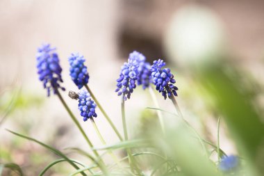 Üzüm mavisi sümbül bahar çiçekleri