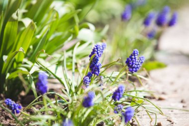 Üzüm mavisi sümbül bahar çiçekleri