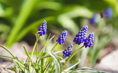 Üzüm mavisi sümbül bahar çiçekleri
