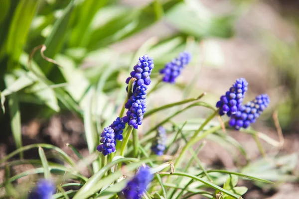 Виноград Гиацинта Голубой Колокол Весенние Цветы — стоковое фото