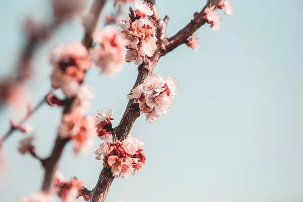 Árbol Albaricoque Flores Primavera —  Fotos de Stock