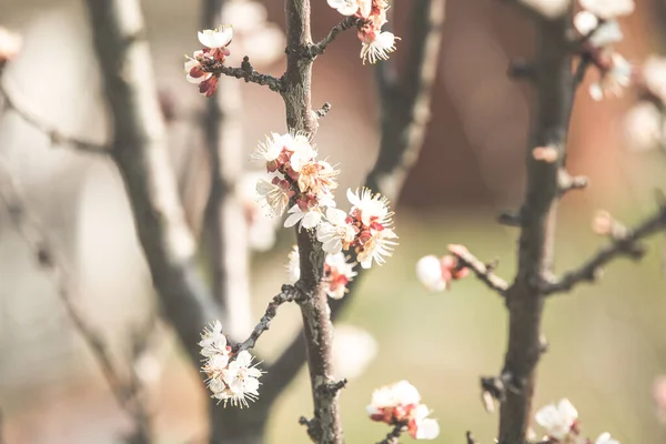 Árbol Albaricoque Flores Primavera —  Fotos de Stock