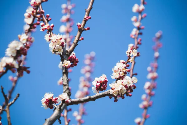 Drzewo Morelowe Wiosenne Kwiaty — Zdjęcie stockowe