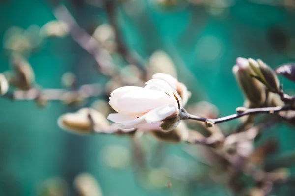 Magnolia Blanca Flor Primavera Temprana —  Fotos de Stock