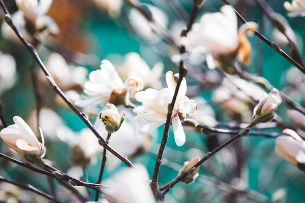 White Magnolia Early Spring Blossom — Stock Photo, Image