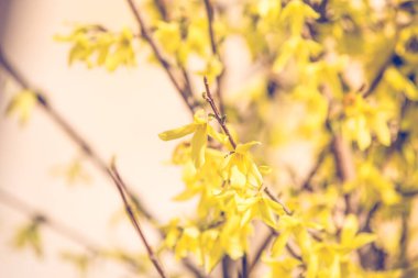 Çalılar erken bahar sarı çiçekleri