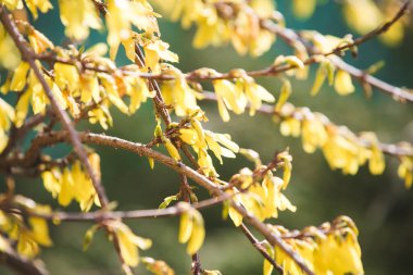 Çalılar erken bahar sarı çiçekleri