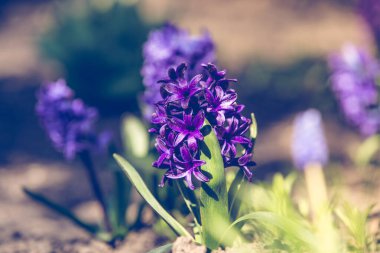 Çiçek açmış Mor Hollanda Sümbülü