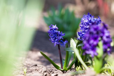 Çiçek açmış Mor Hollanda Sümbülü