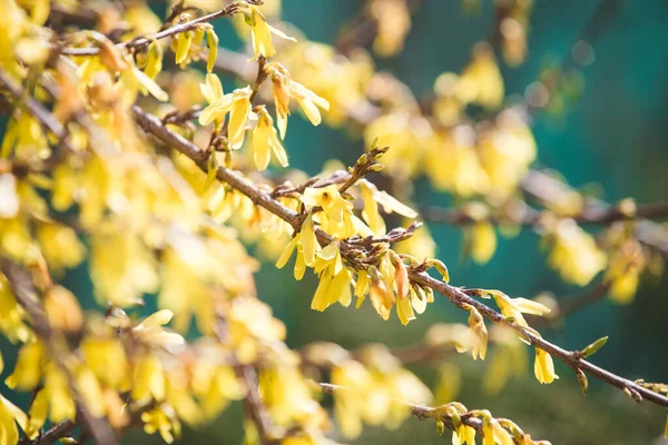 Forsythia Keř Brzy Jarní Žluté Květy — Stock fotografie