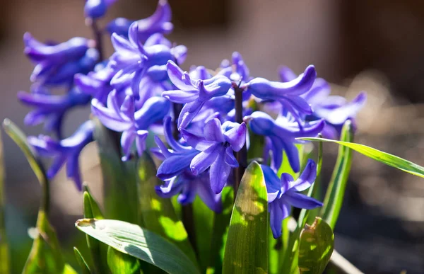 Fialový Holandský Hyacint Květu — Stock fotografie