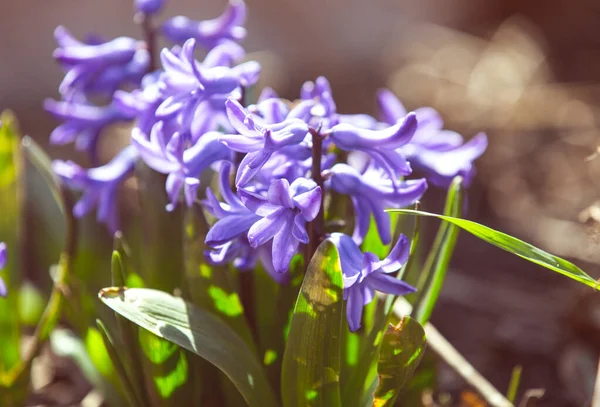 Fialový Holandský Hyacint Květu — Stock fotografie