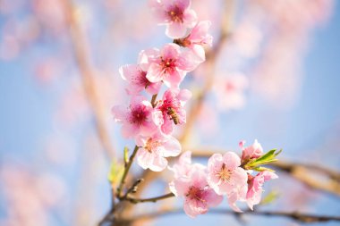 Pembe şeftali çiçeği bahar arkaplanı