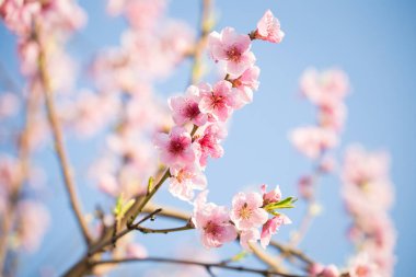 Pembe şeftali çiçeği bahar arkaplanı