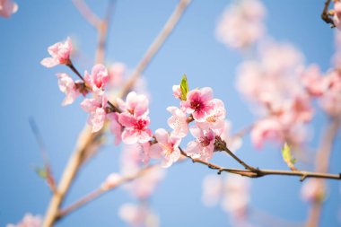 Pembe şeftali çiçeği bahar arkaplanı