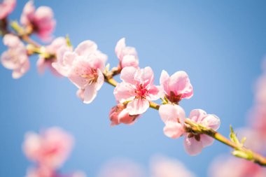 Pembe şeftali çiçeği bahar arkaplanı