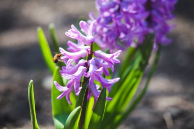 Çiçek açmış sümbüller.  