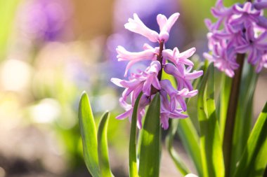 Çiçek açmış sümbüller.  