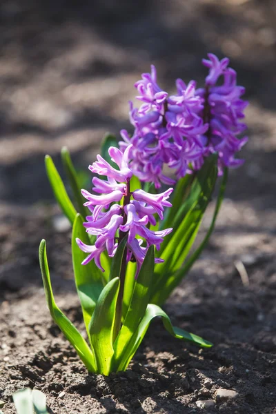 Hyacinty Růžové Květy Květu — Stock fotografie