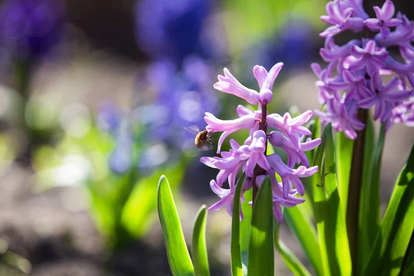 Hyacinty Růžové Květy Květu — Stock fotografie