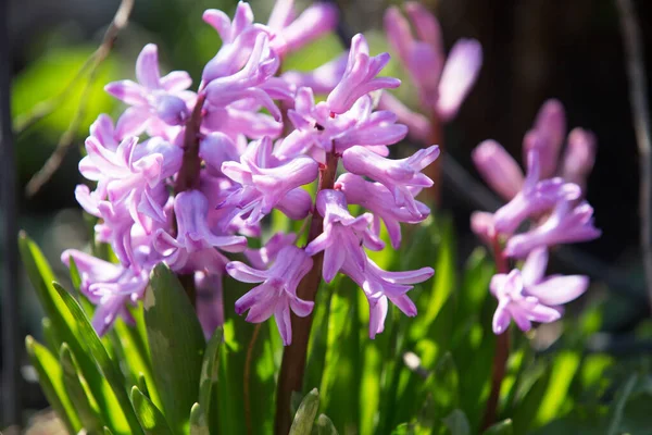 Hyacinty Růžové Květy Květu — Stock fotografie