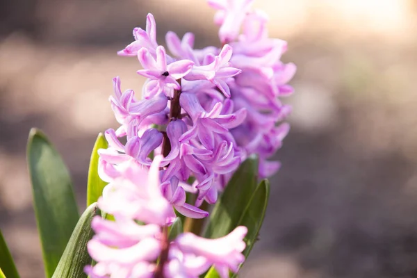 Hyacinty Růžové Květy Květu — Stock fotografie