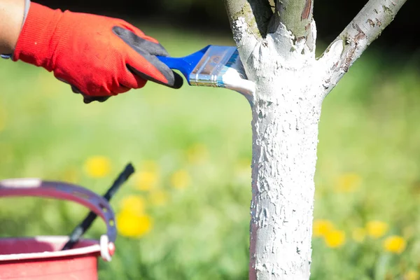 Beyazlatıcı ağaç gövdesi bahar bahçesi işi