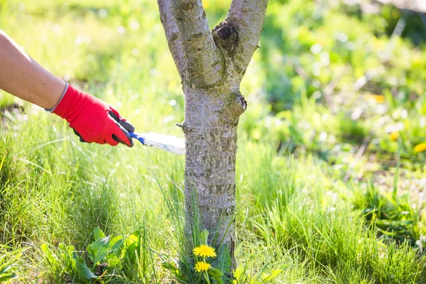 Whitewashing Árbol Tronco Primavera Jardín Trabajo — Foto de Stock