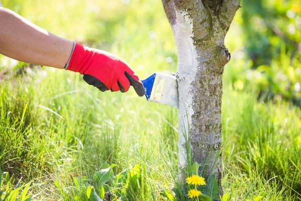 Beyazlatıcı ağaç gövdesi bahar bahçesi işi