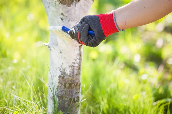 Beyazlatıcı ağaç gövdesi bahar bahçesi işi