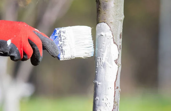 Beyazlatıcı ağaç gövdesi bahar bahçesi işi